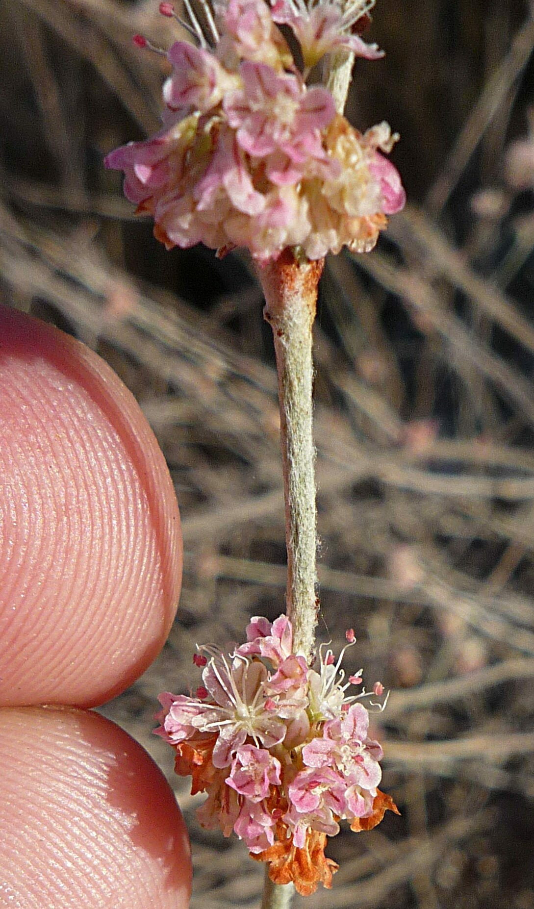 High Resolution Eriogonum elongatum Flower